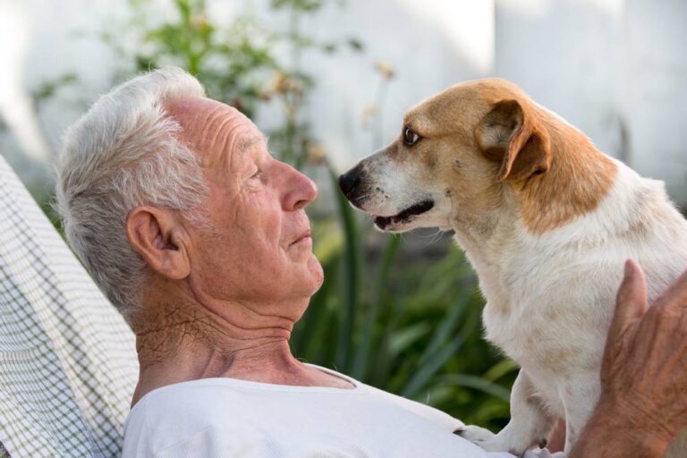 10 geriausių šunų veislių senjorams