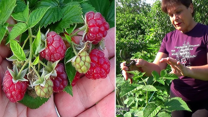 Kaip pratęsti aviečių augimą iki rudens?