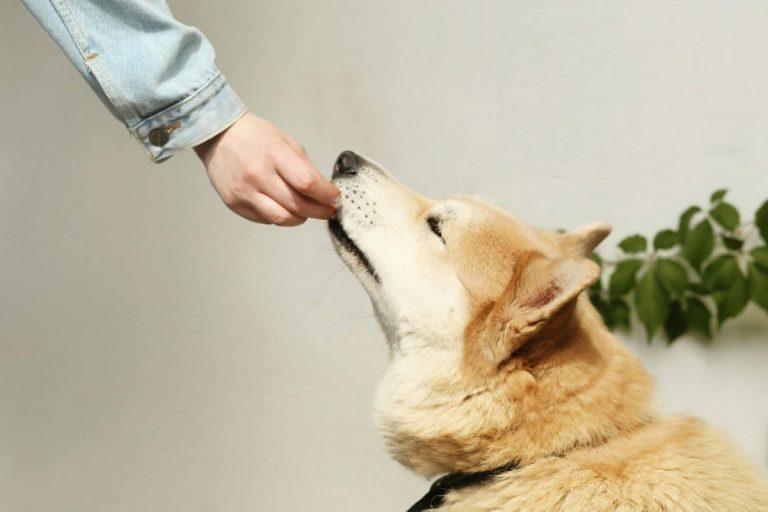 Begrūdis šunų maistas – ar tai geriausias pasirinkimas jūsų augintiniui?